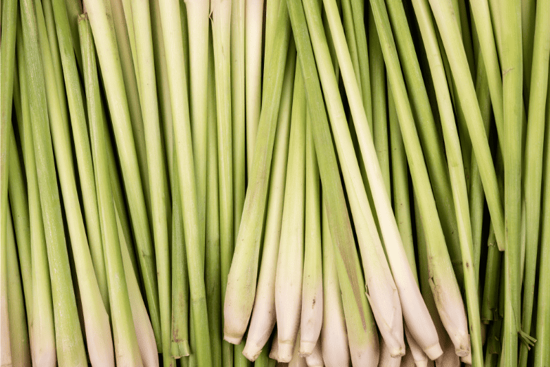 Organic Citronella Essential Oil