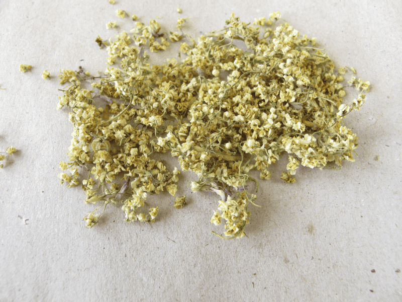 Organic Elderflower Infusion