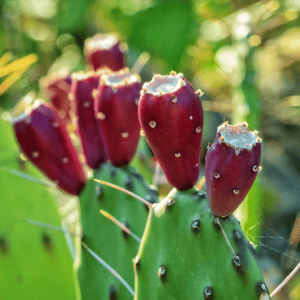 Prickly Pear Seed Oil