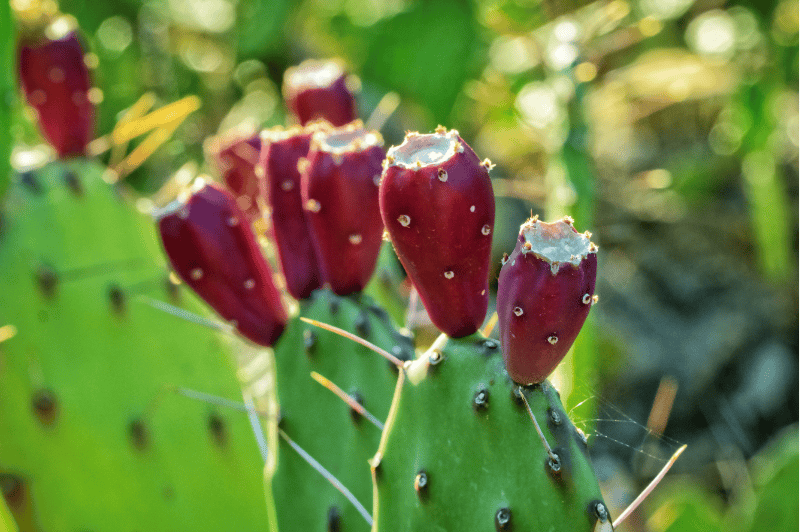 Prickly Pear Seed Oil
